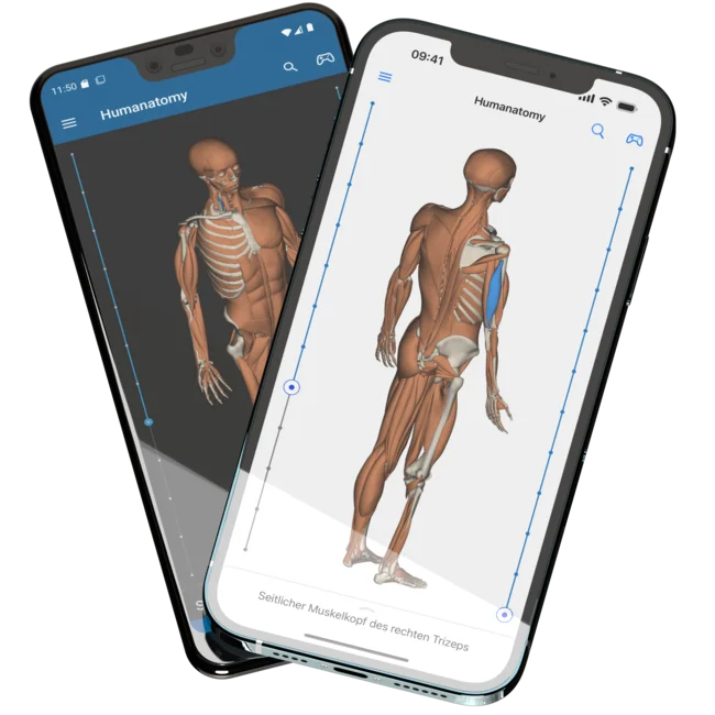 Zeigt zwei Mobiltelefone, ein Pixel 3 XL im Hintergrund und ein iPhone 12 Pro Max im Vordergrund, mit geöffneter Humanatomy Mobile App, welche darunterliegende Muskeln zeigt