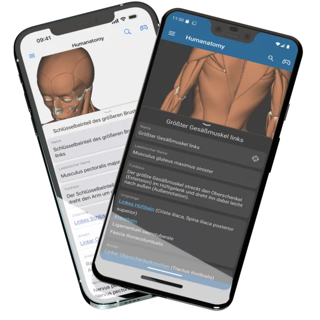 Zeigt zwei Mobiltelefone, ein iPhone 12 Pro Max im Hintergrund und ein Pixel 3 XL im Vordergrund, mit geöffneter Humanatomy Mobile App, welche die Metadaten eines selektierten Körperteils zeigt