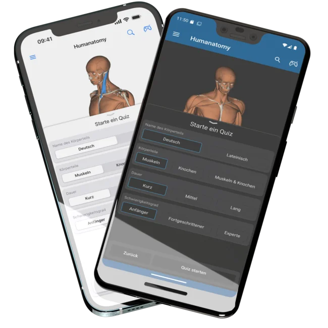 Zeigt zwei Mobiltelefone, ein iPhone 12 Pro Max im Hintergrund und ein Pixel 3 XL im Vordergrund, mit geöffneter Humanatomy Mobile App welche das Körperteil-Quiz zeigt
