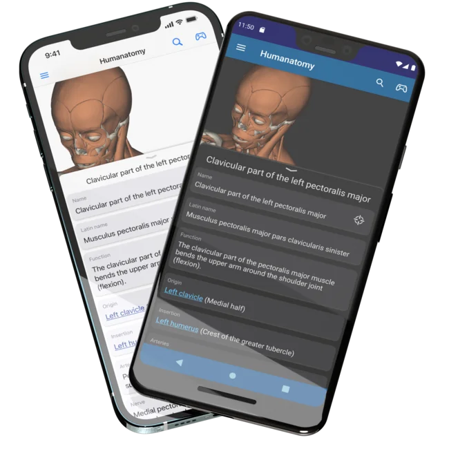 Showing two mobile phones, an iPhone 12 Pro Max in the back and a Pixel 3 XL in the front, with the Humanatomy mobile app open showing metadata of a selected body part