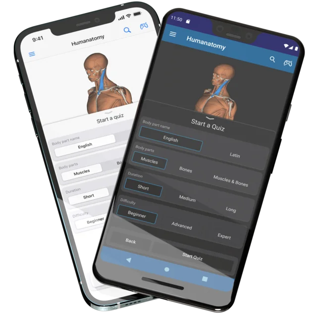 Showing two mobile phones, an iPhone 12 Pro Max in the back and a Pixel 3 XL in the front, with the Humanatomy mobile app open showing the body part quiz