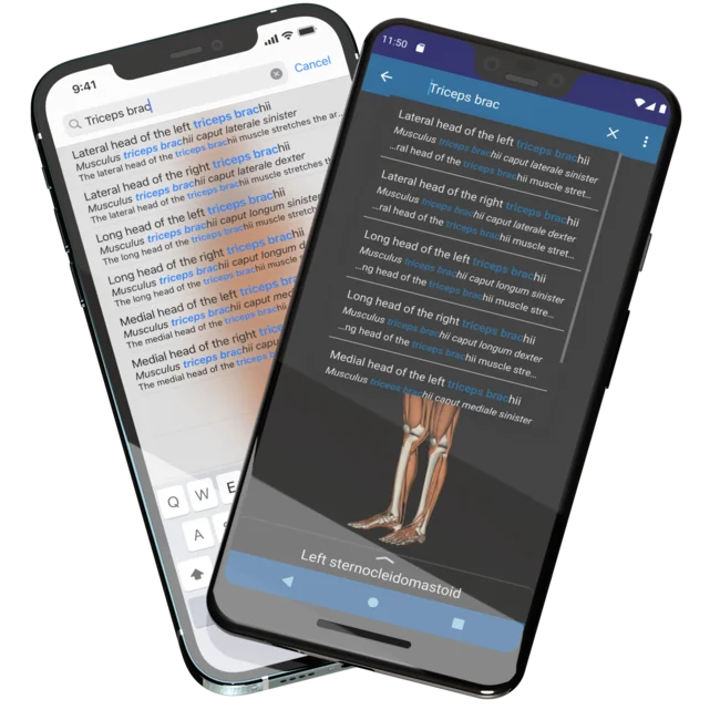 Showing two mobile phones, an iPhone 12 Pro Max in the back and a Pixel 3 XL in the front, with the Humanatomy mobile app open showing search results