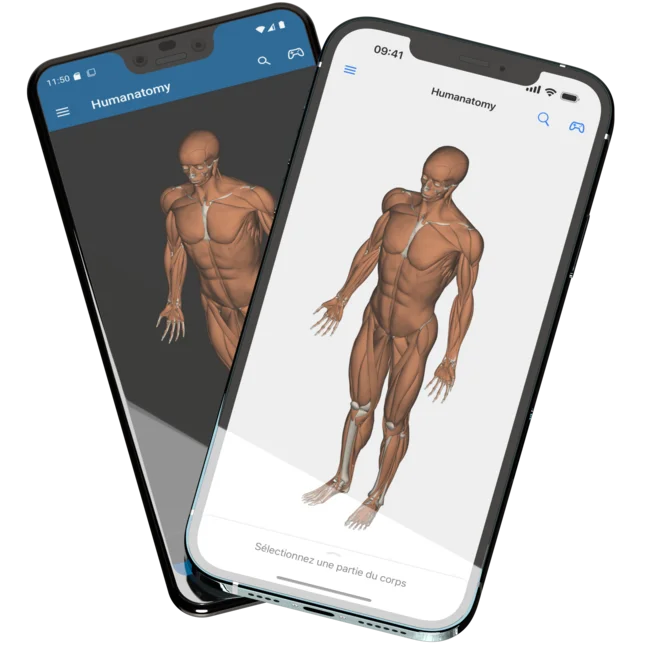 Montrant deux téléphones mobiles, un Pixel 3 XL à l'arrière et un iPhone 12 Pro Max à l'avant, avec l'application mobile Humanatomy ouverte montrant le modèle humain 3D avec tous les muscles et os du squelette visibles