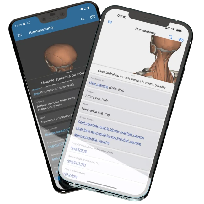 Montrant deux téléphones mobiles, un Pixel 3 XL à l'arrière et un iPhone 12 Pro Max à l'avant, avec l'application mobile Humanatomy ouverte montrant les métadonnées ontologiques et terminologiques d'une partie du corps sélectionnée