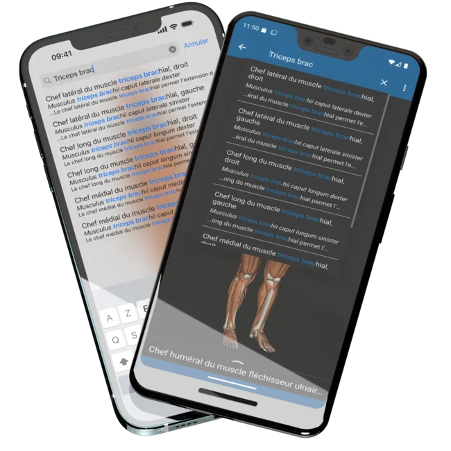 Montrant deux téléphones mobiles, un iPhone 12 Pro Max à l'arrière et un Pixel 3 XL à l'avant, avec l'application mobile Humanatomy ouverte affichant des résultats de recherche
