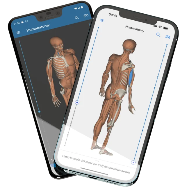 Mostrando due telefoni cellulari, un Pixel 3 XL sul retro e un iPhone 12 Pro Max sul davanti, con l'app mobile Humanatomy aperta che mostra i muscoli sottostanti
