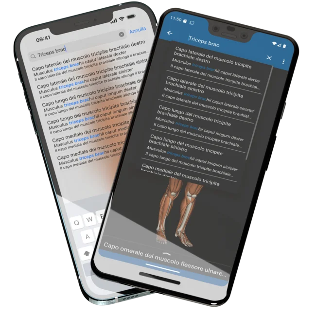 Mostrando due telefoni cellulari, un iPhone 12 Pro Max sul retro e un Pixel 3 XL sul davanti, con l'app mobile Humanatomy aperta che mostra i risultati della ricerca